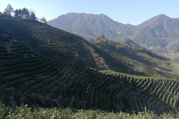 如何挑选高山茶，那些因素影响高山茶品质？