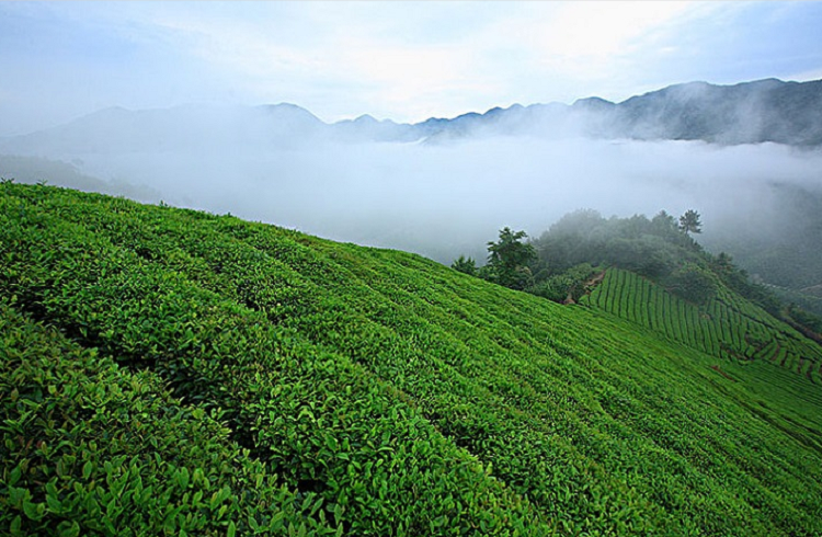 天目山云雾茶是什么茶？是上品绿茶 【鸦鹊山】